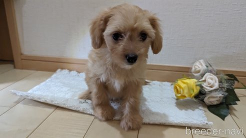 成約済の広島県のチワプー:チワワ×トイプードル-246604の45枚目