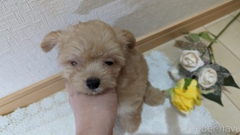 成約済の広島県のチワプー:チワワ×トイプードル-246607の13枚目
