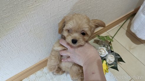 成約済の広島県のチワプー:チワワ×トイプードル-246607の12枚目