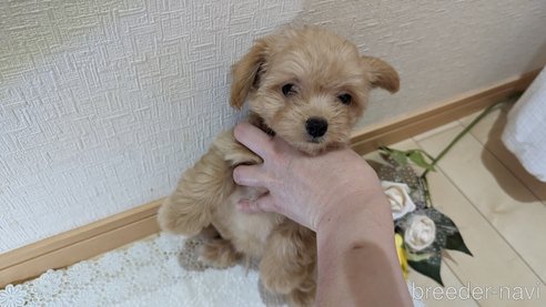 成約済の広島県のチワプー:チワワ×トイプードル-246607の10枚目