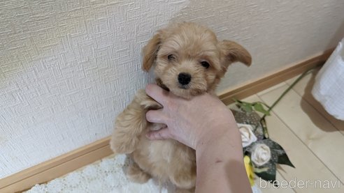 成約済の広島県のチワプー:チワワ×トイプードル-246607の11枚目
