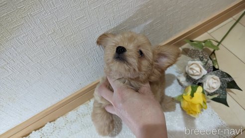成約済の広島県のチワプー:チワワ×トイプードル-246607の8枚目