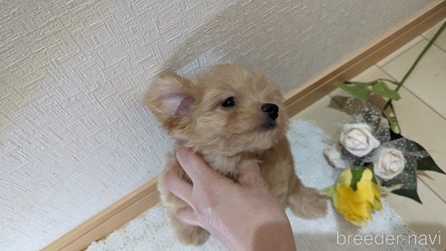 成約済の広島県のチワプー:チワワ×トイプードル-246607の7枚目