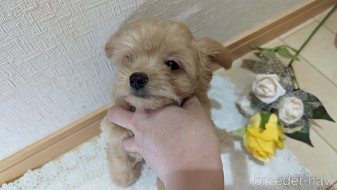 成約済の広島県のチワプー:チワワ×トイプードル-246607の5枚目