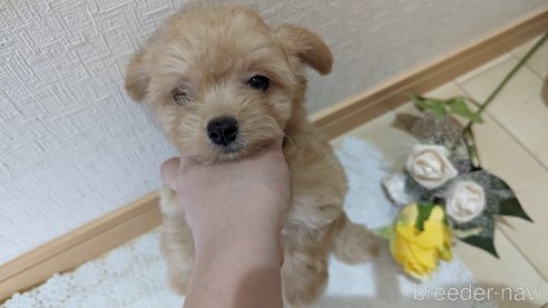 成約済の広島県のチワプー:チワワ×トイプードル-246607の6枚目