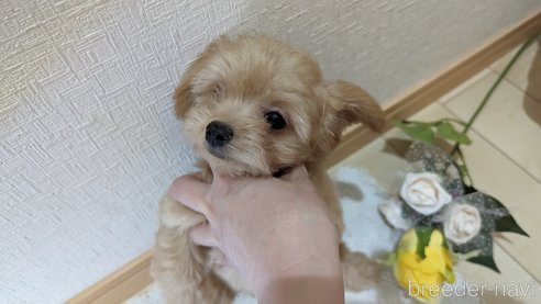 成約済の広島県のチワプー:チワワ×トイプードル-246607の1枚目