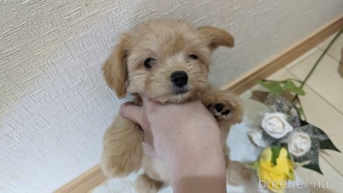 成約済の広島県のチワプー:チワワ×トイプードル-246607の4枚目
