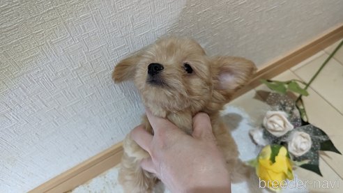 成約済の広島県のチワプー:チワワ×トイプードル-246607の3枚目