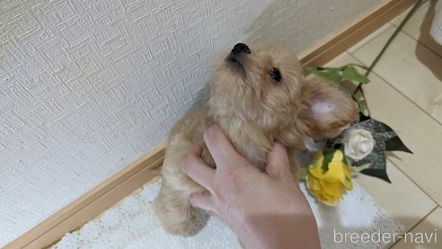 成約済の広島県のチワプー:チワワ×トイプードル-246607の2枚目
