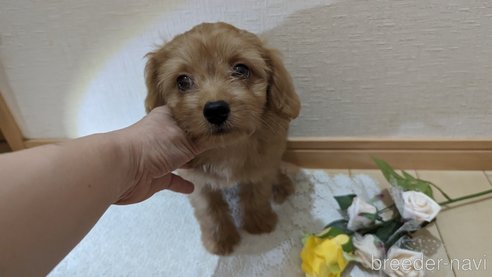 成約済の広島県のチワプー:チワワ×トイプードル-246600の8枚目