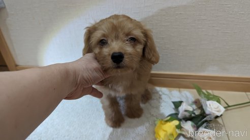 成約済の広島県のチワプー:チワワ×トイプードル-246600の7枚目
