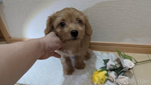 成約済の広島県のチワプー:チワワ×トイプードル-246600の6枚目