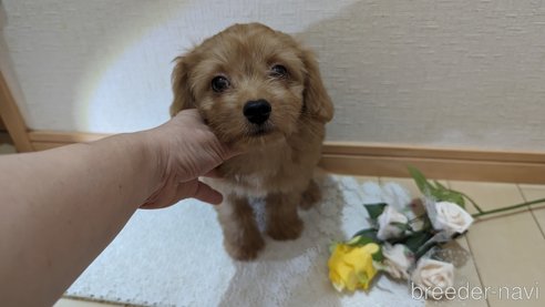成約済の広島県のチワプー:チワワ×トイプードル-246600の5枚目