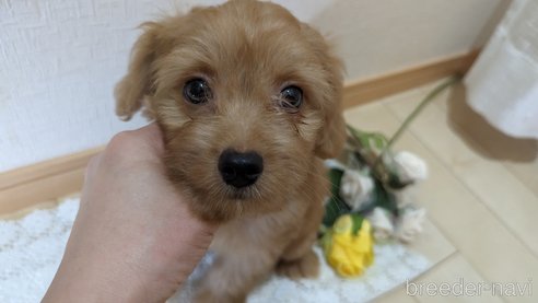 成約済の広島県のチワプー:チワワ×トイプードル-246600の1枚目
