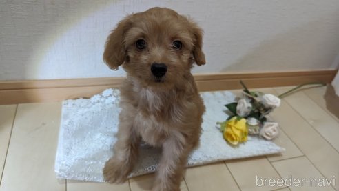 成約済の広島県のチワプー:チワワ×トイプードル-246600の3枚目