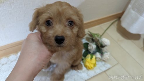 成約済の広島県のチワプー:チワワ×トイプードル-246600の2枚目