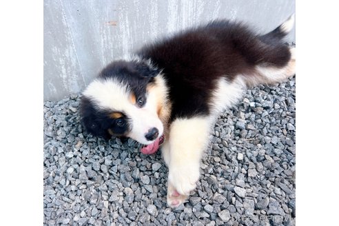 成約済の山梨県のオーストラリアンシェパード-244319の8枚目