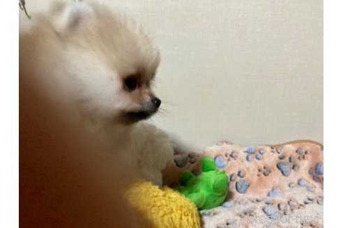 成約済の福岡県のポメラニアン-250976の8枚目