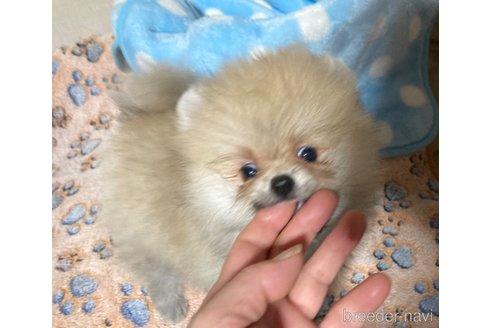 成約済の福岡県のポメラニアン-250976の5枚目