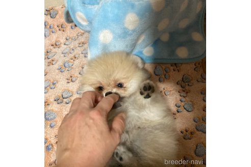 成約済の福岡県のポメラニアン-250976の4枚目
