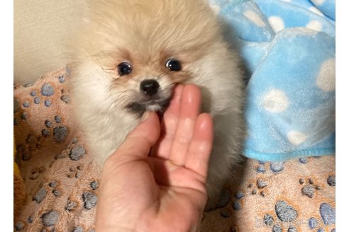 成約済の福岡県のポメラニアン-250976の2枚目