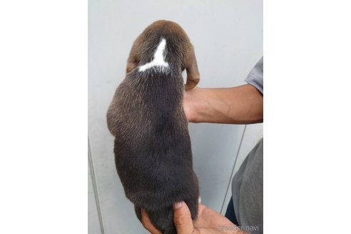 成約済の栃木県のビーグル-256318の2枚目