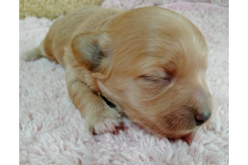 成約済の埼玉県のマルプー:マルチーズ×トイプードル-254974の24枚目