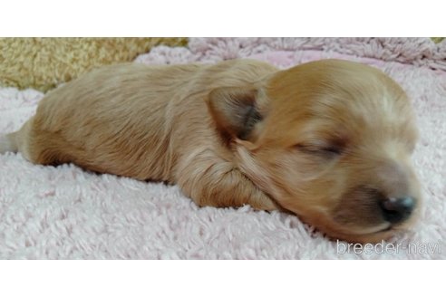 成約済の埼玉県のマルプー:マルチーズ×トイプードル-254974の22枚目