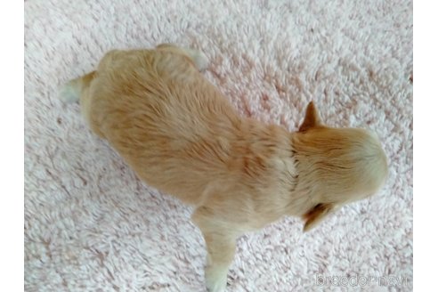 成約済の埼玉県のマルプー:マルチーズ×トイプードル-254974の21枚目
