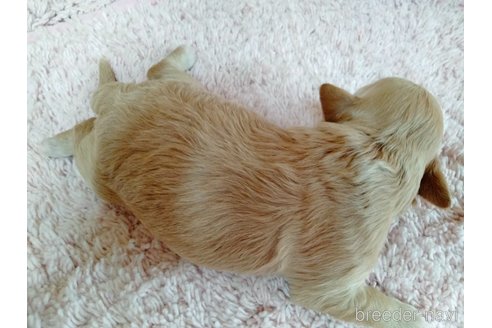 成約済の埼玉県のマルプー:マルチーズ×トイプードル-254974の20枚目