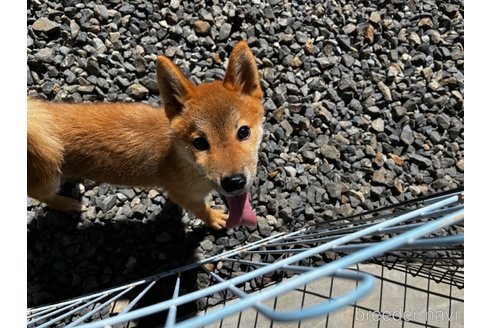 成約済の岡山県の柴犬-233533の5枚目