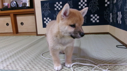 成約済の佐賀県の豆柴-253448の1枚目