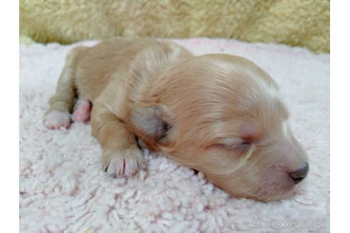 成約済の埼玉県のマルプー:マルチーズ×トイプードル-256427の22枚目