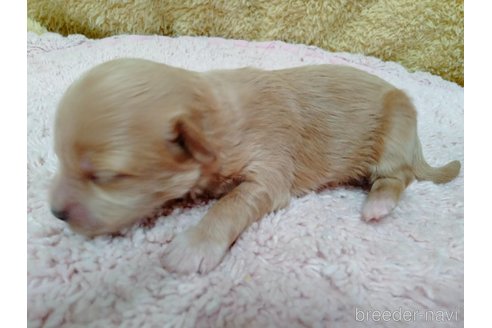 成約済の埼玉県のマルプー:マルチーズ×トイプードル-256427の21枚目