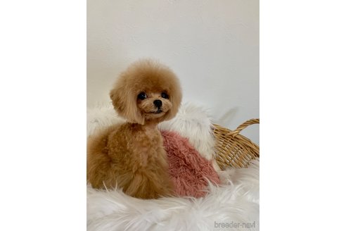 販売中の広島県のミックス犬-229995の7枚目