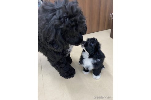 成約済の東京都のその他の犬種-250821の7枚目