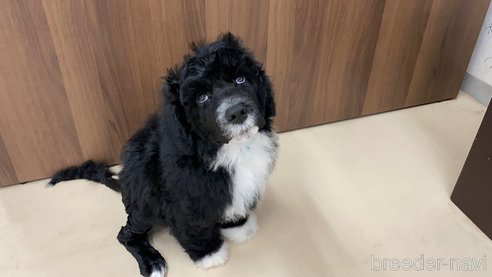 成約済の東京都のその他の犬種-250821の5枚目