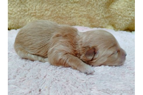 成約済の埼玉県のマルプー:マルチーズ×トイプードル-256464の16枚目