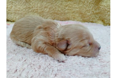 成約済の埼玉県のマルプー:マルチーズ×トイプードル-256464の15枚目