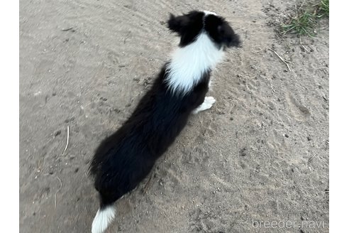 成約済の福岡県のボーダーコリー-256490の5枚目