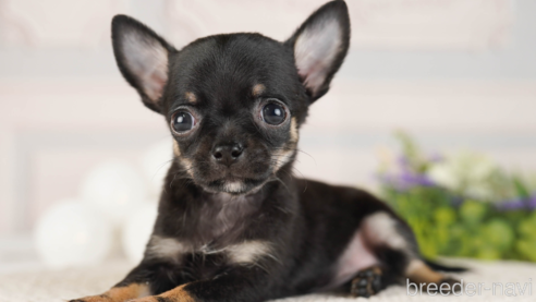 成約済の神奈川県のチワワ(ロングコート)-253875の1枚目