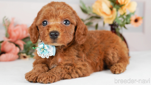 成約済の神奈川県のトイプードル-246778の1枚目