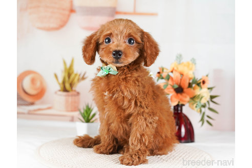 成約済の神奈川県のトイプードル-246778の4枚目