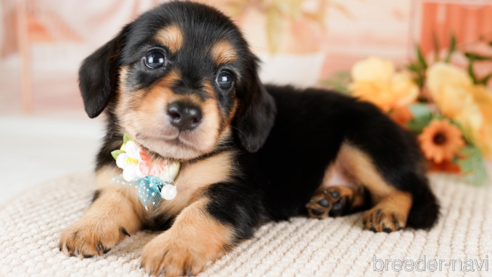 成約済の神奈川県のミニチュアダックスフンド(ロングヘアード)-249520