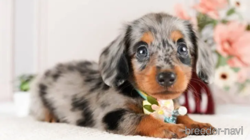 成約済の神奈川県のミニチュアダックスフンド(ロングヘアード)-251152の1枚目