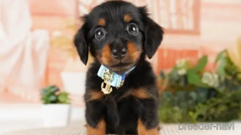 成約済の神奈川県のミニチュアダックスフンド(ロングヘアード)-251147の1枚目