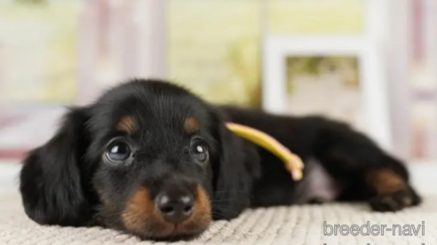 成約済の神奈川県のミニチュアダックスフンド(ロングヘアード)-251156の1枚目