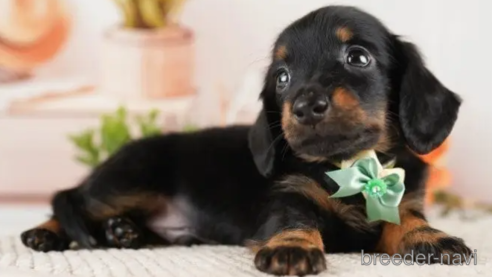 成約済の神奈川県のミニチュアダックスフンド(ロングヘアード)-251155の1枚目