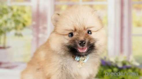 成約済の神奈川県のポメラニアン-252762の1枚目