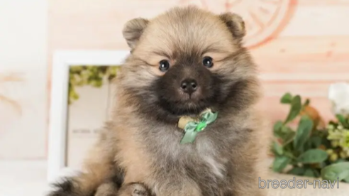 成約済の神奈川県のポメラニアン-252760